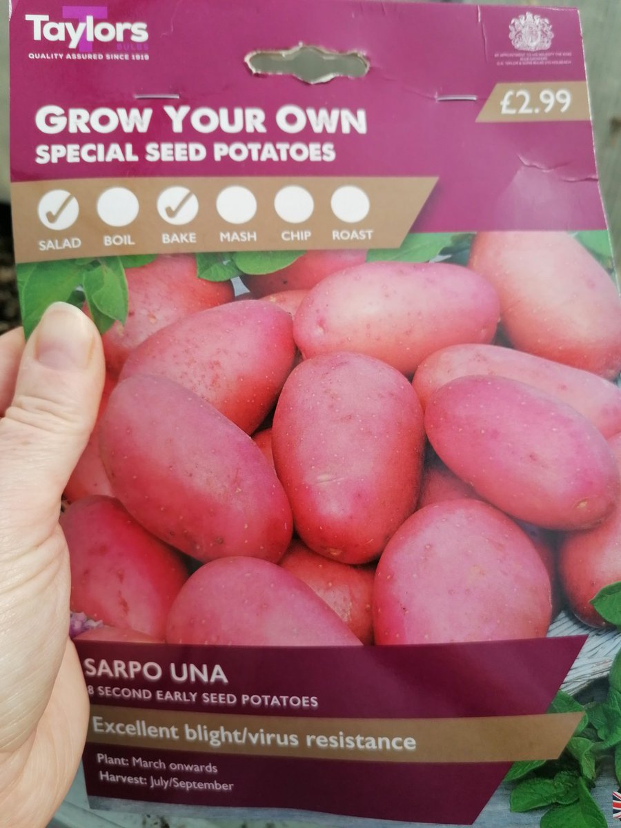 Chitting potatoes. Am going to grow these in bags this year and see whether sowing them in the bottom and earthing up creates a better yield than filling the bag up and sowing on the top. Hopefully both as good for yeild. First time growing this variety #gardening #growyourown