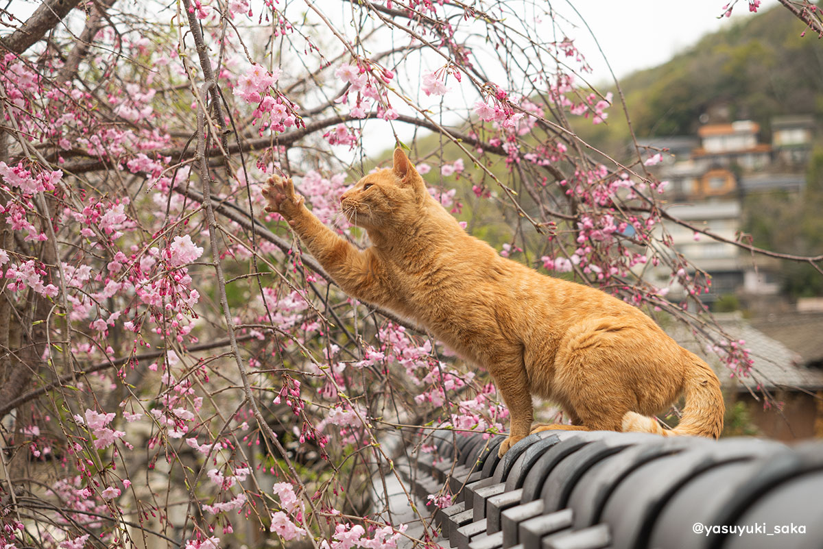 yasuyuki_saka's tweet image. ねこ。 #猫 #ねこ #cat #猫写真