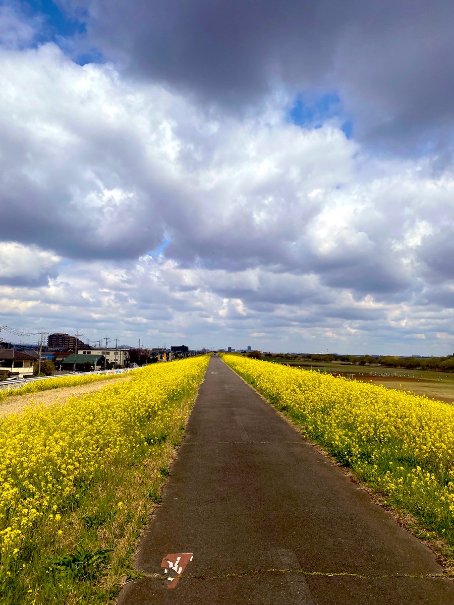 SHIMAYAN99's tweet photo. 長野マラソンへ向けて30㎞ラン🏃‍♂️
仕事を言い訳に練習不足が露呈して大苦戦💦
菜の花と桜を眺めながらゆっくり走ってきた https://t.co/Pr07boSsgy