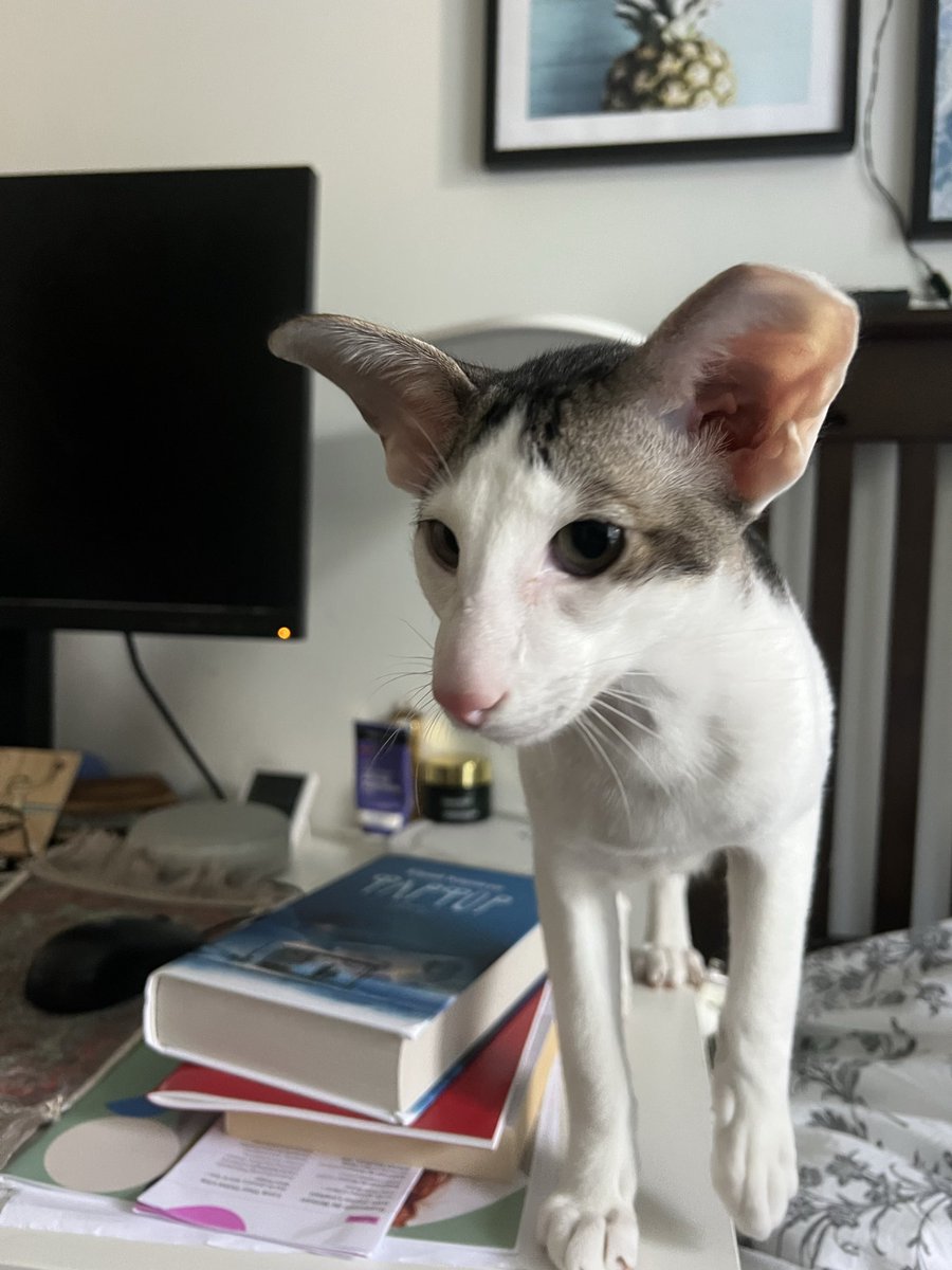 Виртуозный полиглот tweet media