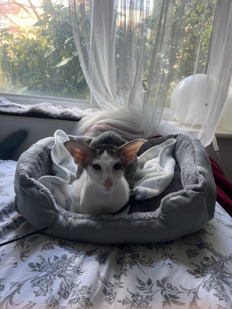 Виртуозный полиглот tweet media