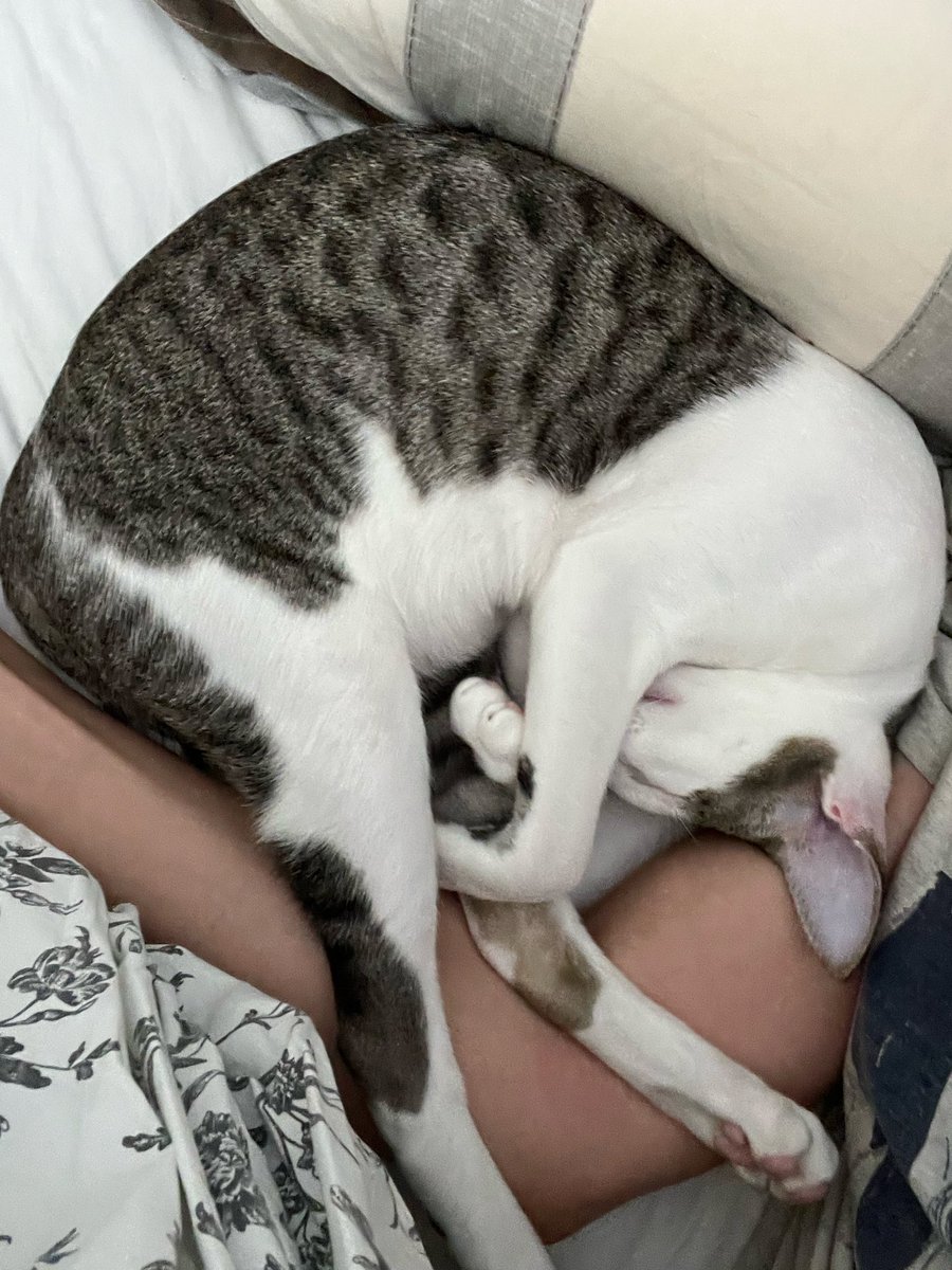 Виртуозный полиглот tweet media