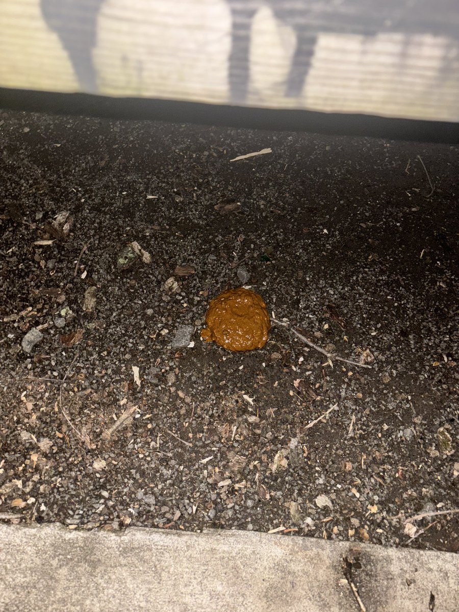 ScattyDrip's tweet photo. Just incase someone walks pass and gets hungry. 🤤 💩 https://t.co/uENmHxgbyV