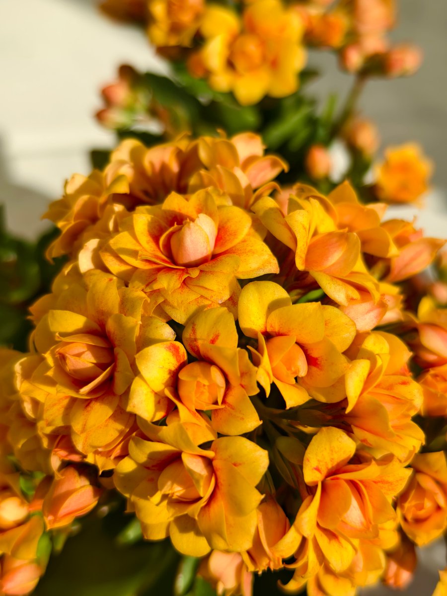 defy sandra tweet media