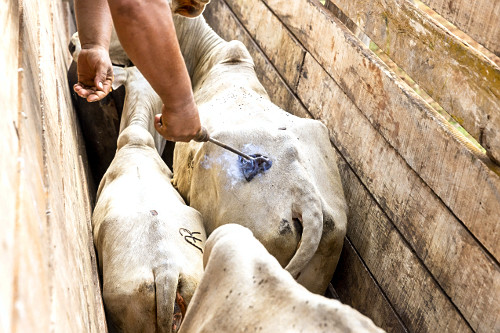 Cheiro Verde de Joana D’Arc 🇻🇦✠ tweet media