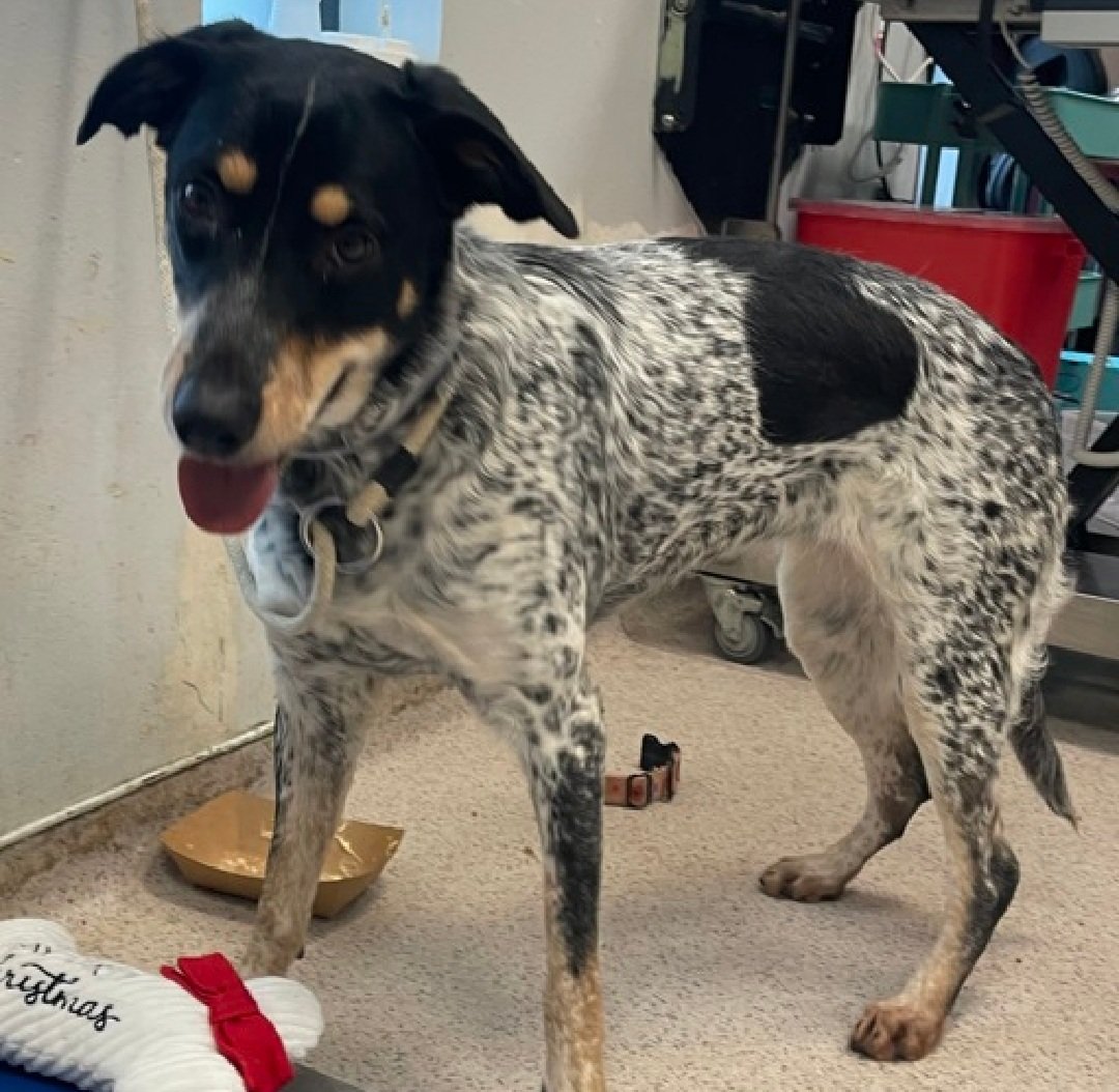 Julie🌻🐾 tweet media