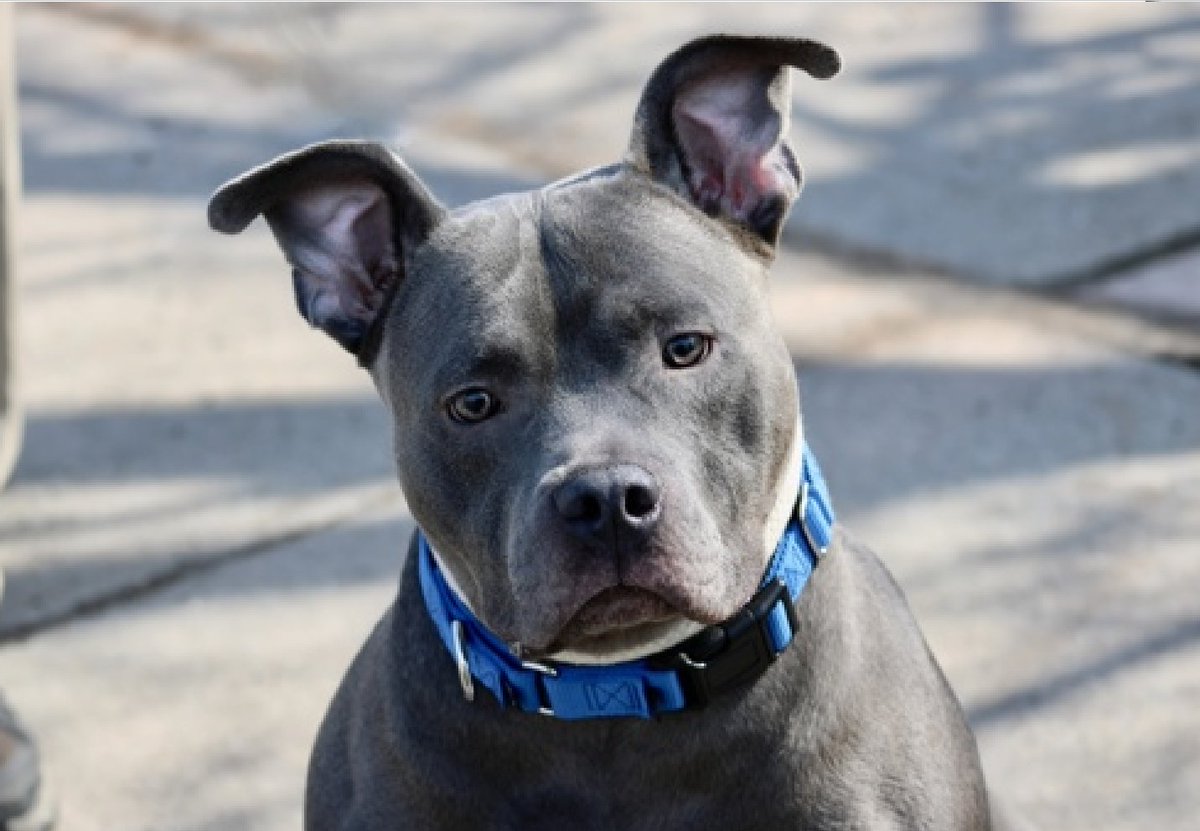 Julie🌻🐾 tweet media