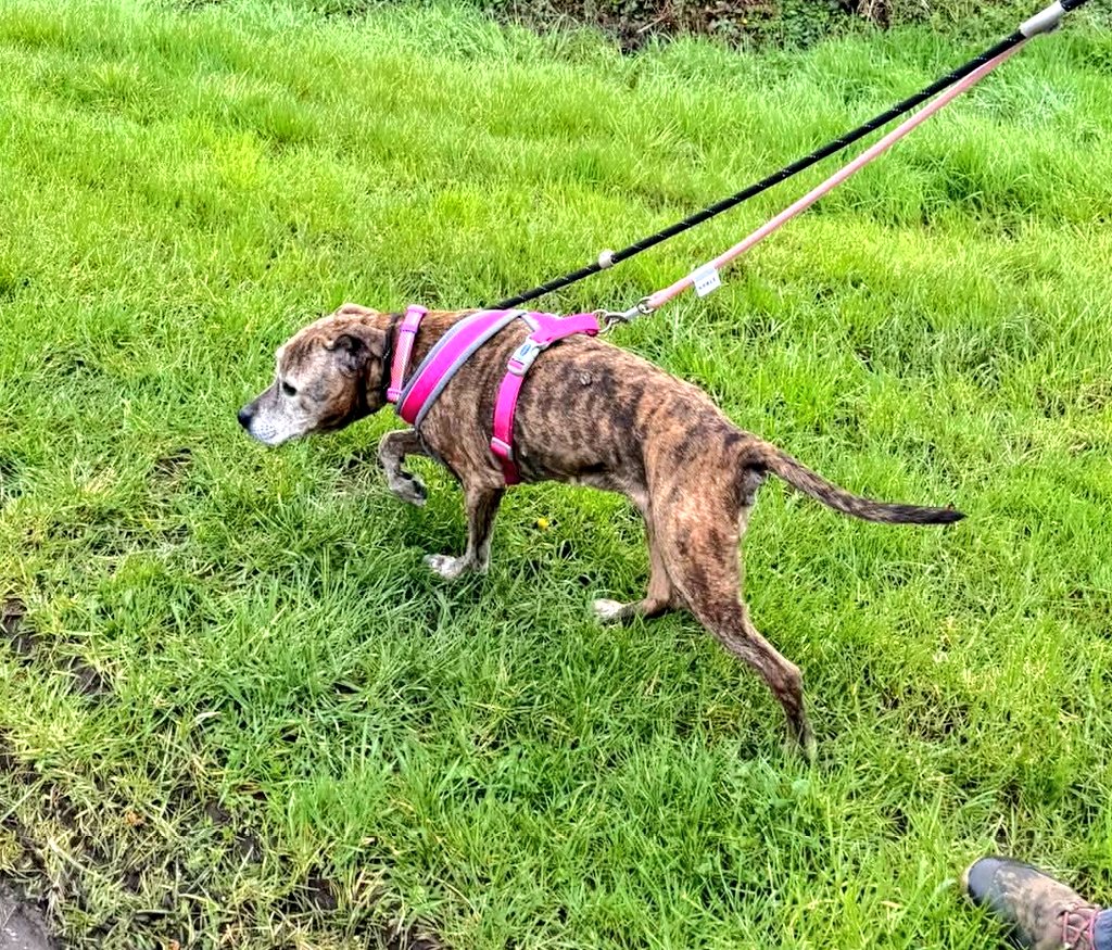 Senior Staffy Club Dog Rescue tweet media