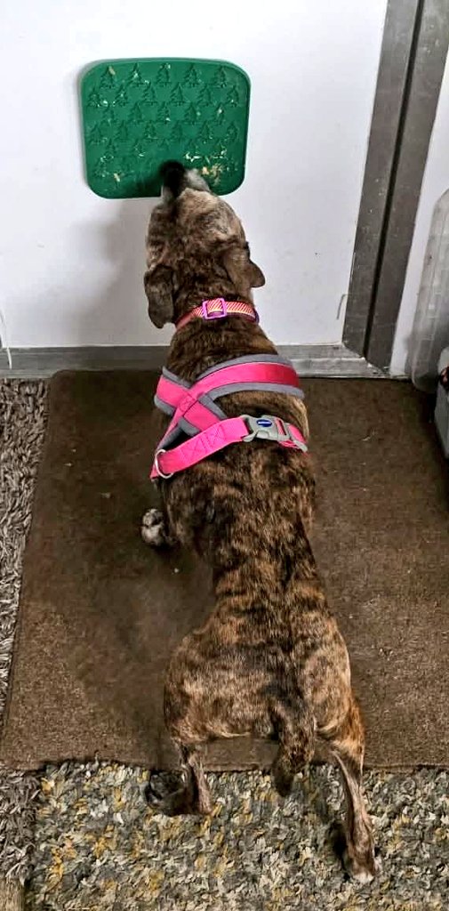 Senior Staffy Club Dog Rescue tweet media