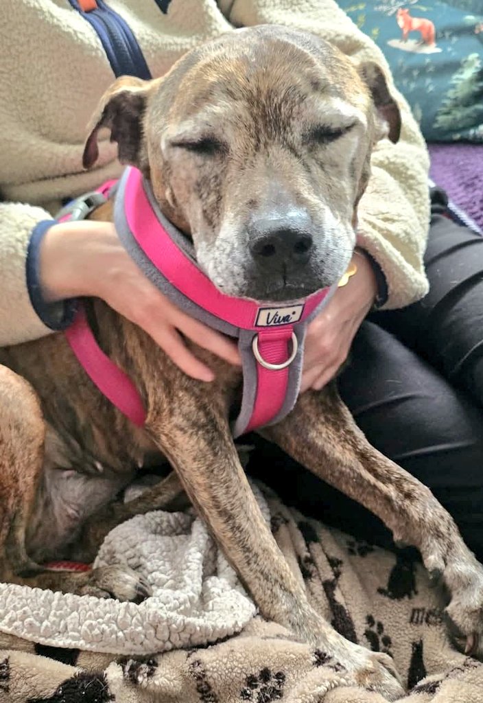 Senior Staffy Club Dog Rescue tweet media