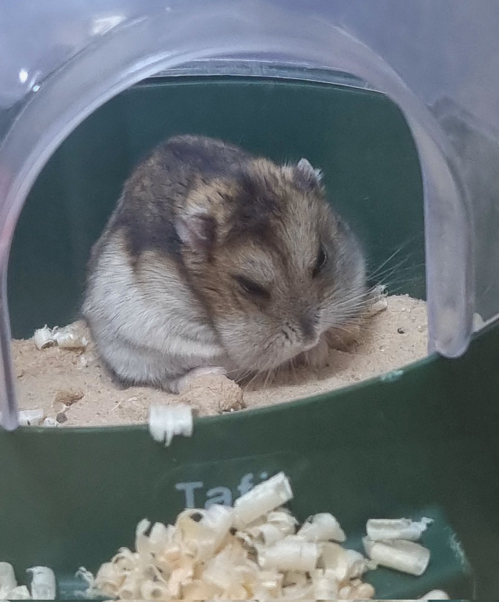 둥근햄 tweet media