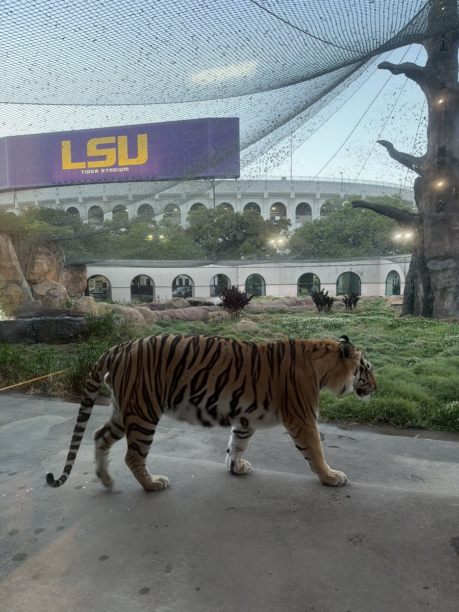 Mike VII tweet media