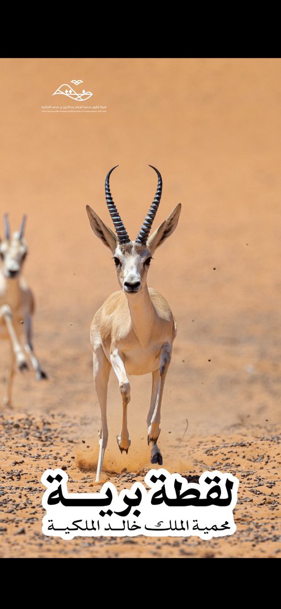 ▪️ابن زيدون 🖋 🇸🇦 tweet media