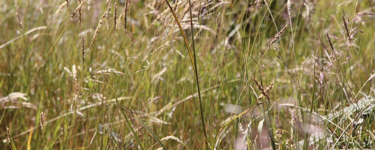 Journal of Applied Ecology tweet media