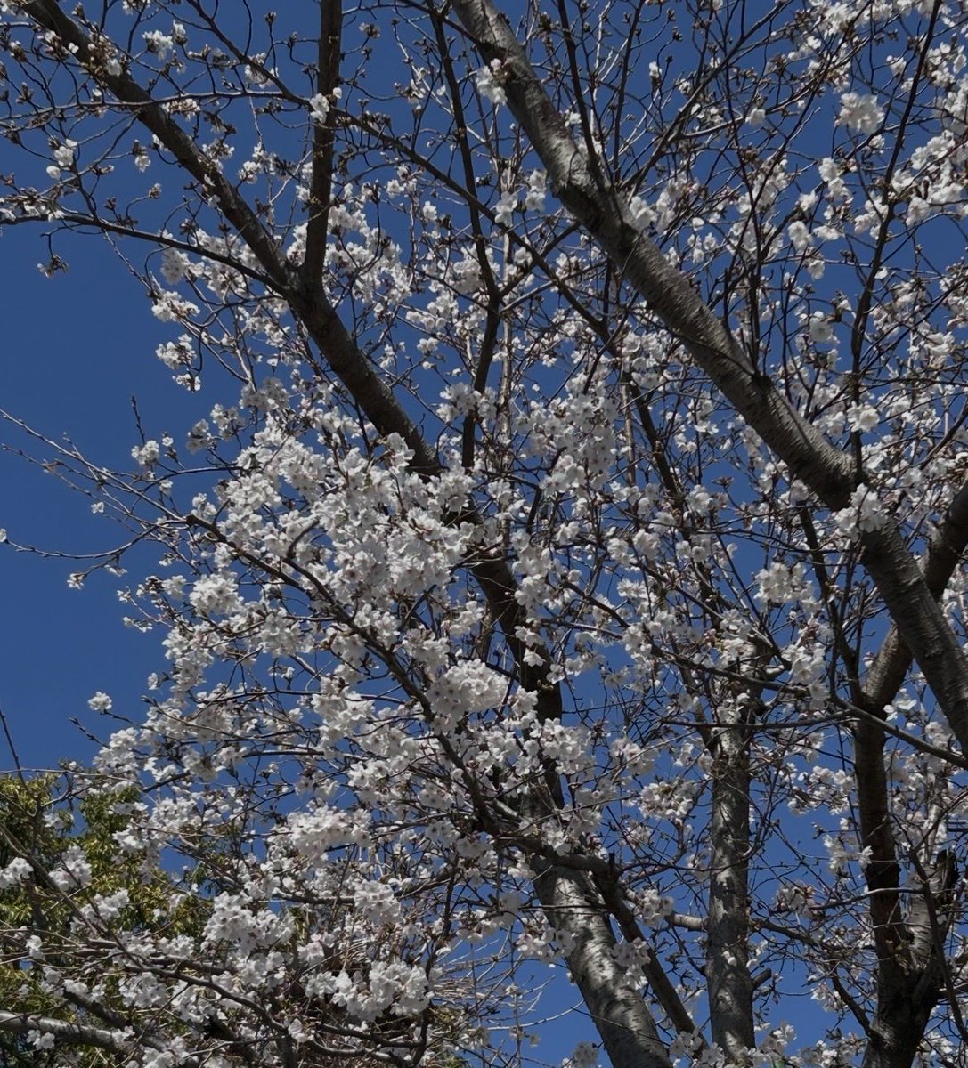 干し松茸@1113工房 tweet media