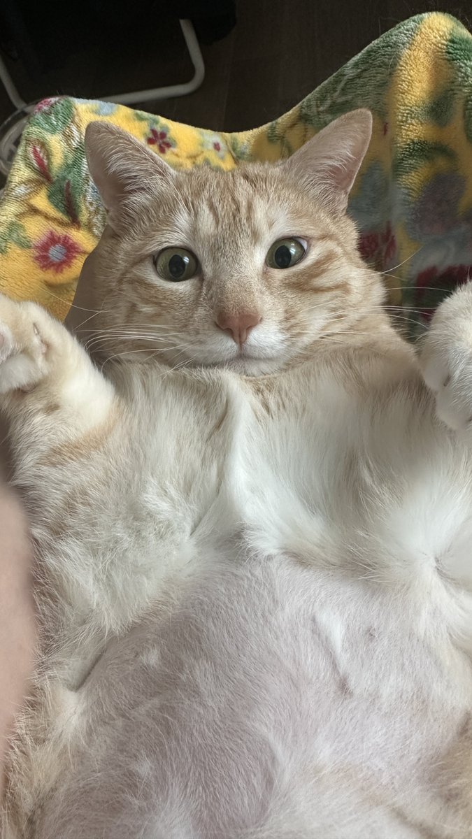 설사고양이
누나속상해