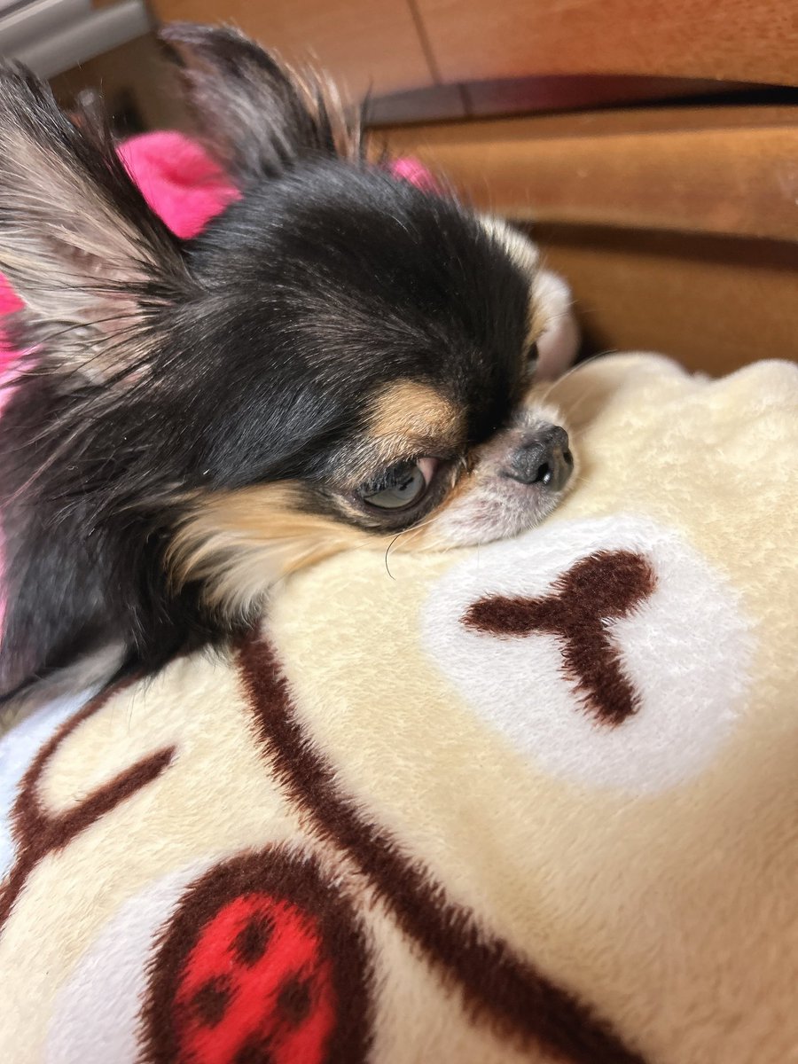 プリンちゃん🍮 tweet media