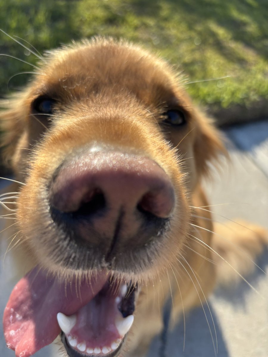 zekesthrone's tweet image. Your Friday boop and #FBF Fluffy Butt Friday compliments of Sully, and then Luca on a walk on a lovely morning.  Hope you all have a fabulous weekend!!!😘🏝️🌞☀️