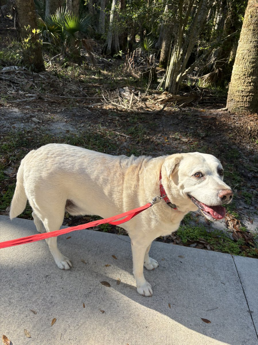 zekesthrone's tweet image. Your Friday boop and #FBF Fluffy Butt Friday compliments of Sully, and then Luca on a walk on a lovely morning.  Hope you all have a fabulous weekend!!!😘🏝️🌞☀️