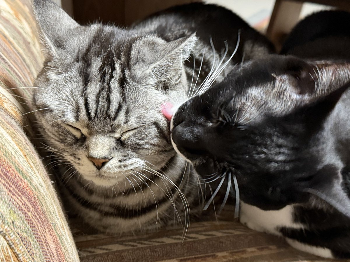 こたくろ兄弟 tweet media