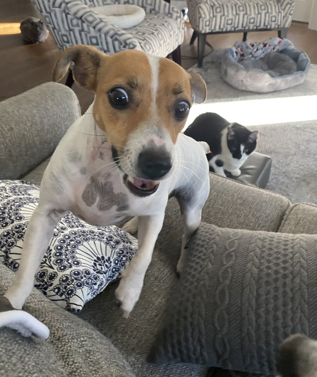 BelleLBear's tweet photo. #dogsoftwitter #dogsofX 🩷#zshq #dogs #FridayVibes 💚
#PlayTime #ChewBone 🦴🦴#BabyBea 🤭😁😚🙂😊
A new CHEW BONE?? Yes PLEEEEEEEEZ!! 🩷🦴💚(but I’m NOT sharin with Ziggy!) 🙄 https://t.co/escmOyr2eb