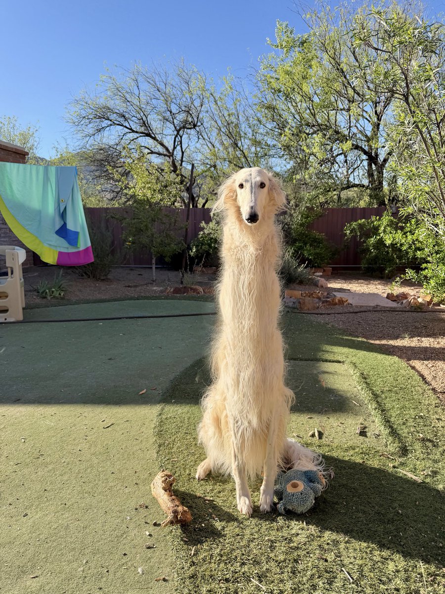 Esper Borzoi tweet media