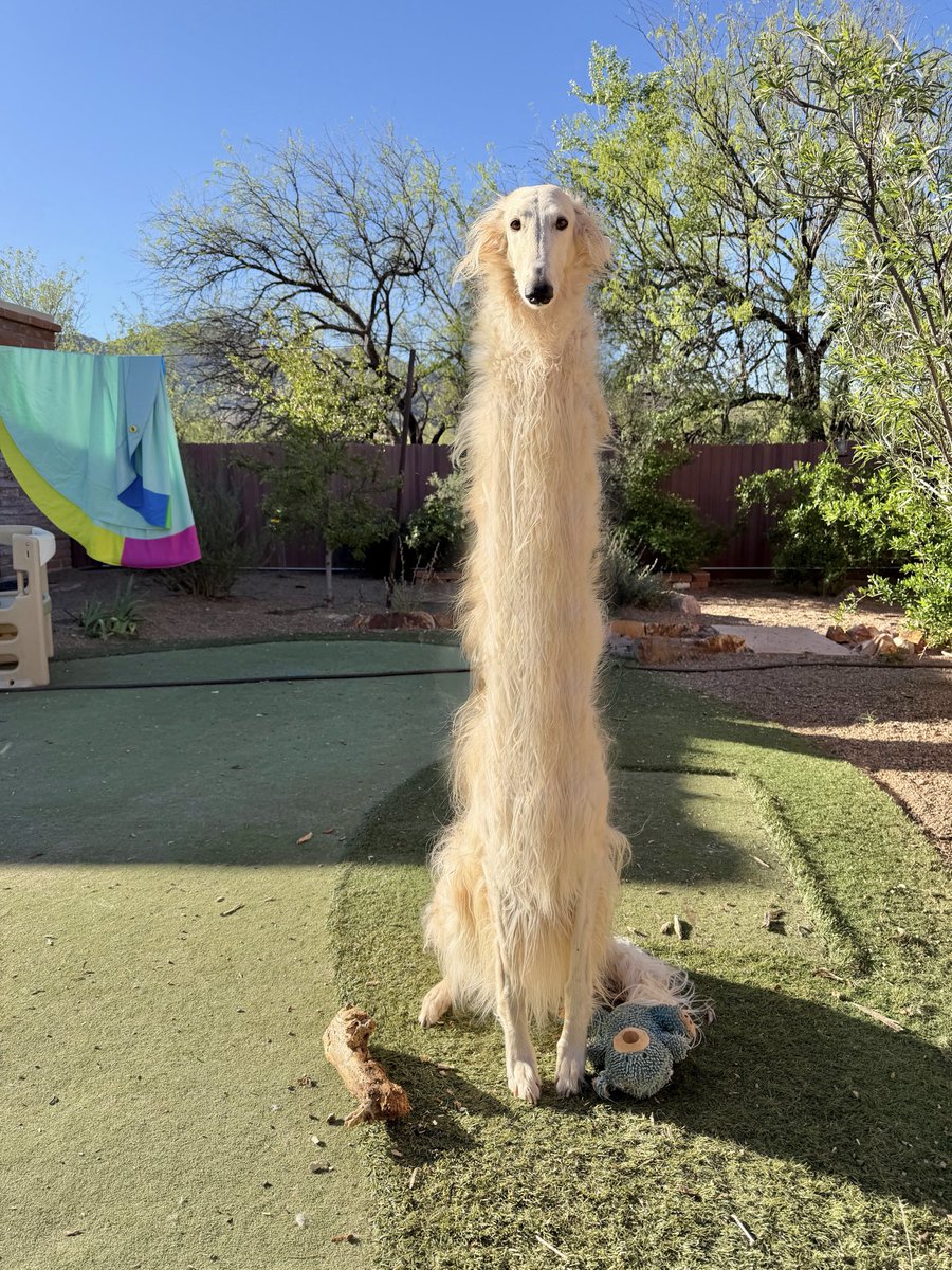 Esper Borzoi tweet media