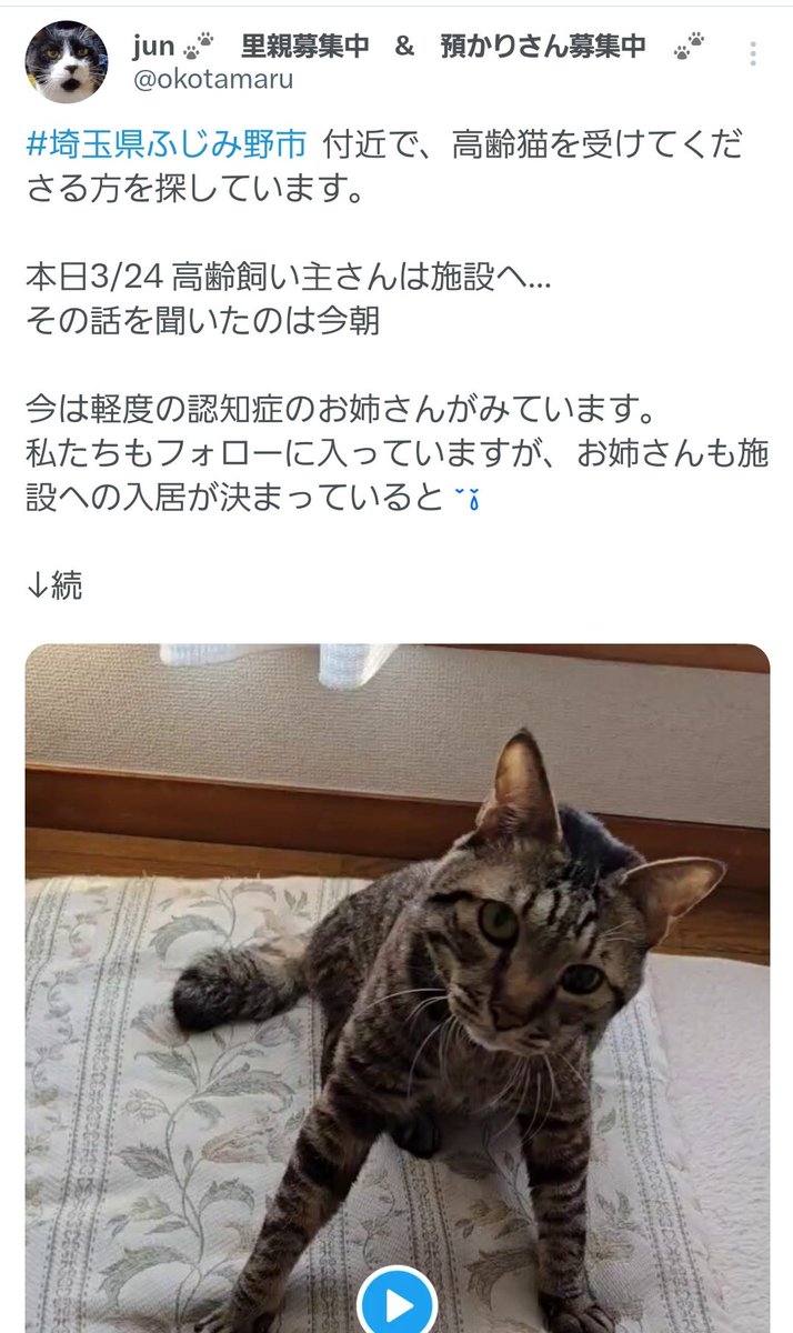 jun 🐾　里親募集中　&　預かりさん募集中　🐾 tweet media