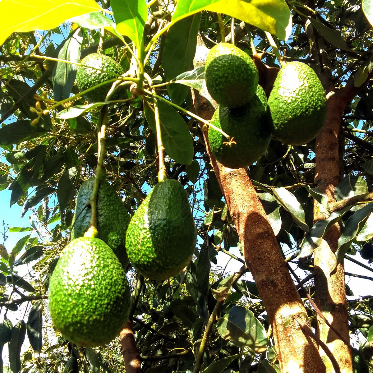 Jerono™🇰🇪 tweet media