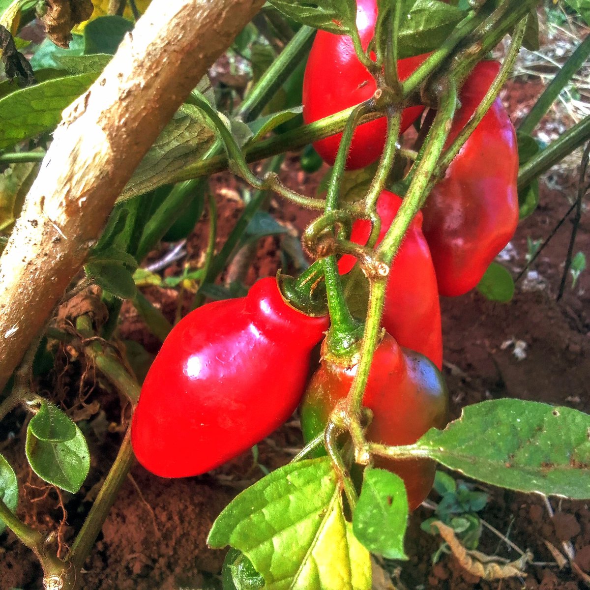 Jerono™🇰🇪 tweet media