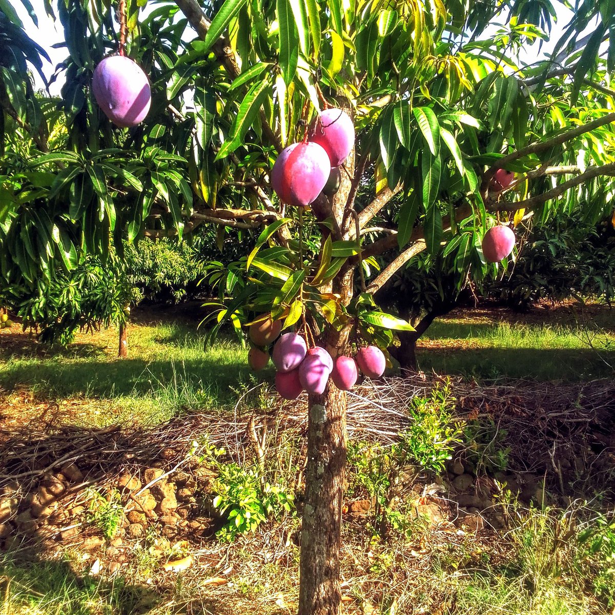 Jerono™🇰🇪 tweet media