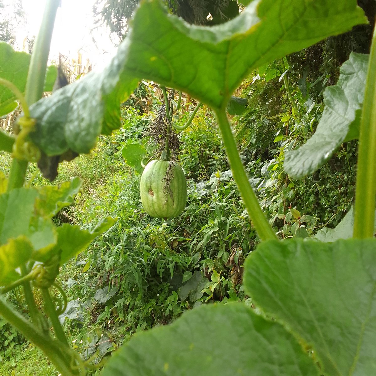 Jerono™🇰🇪 tweet media