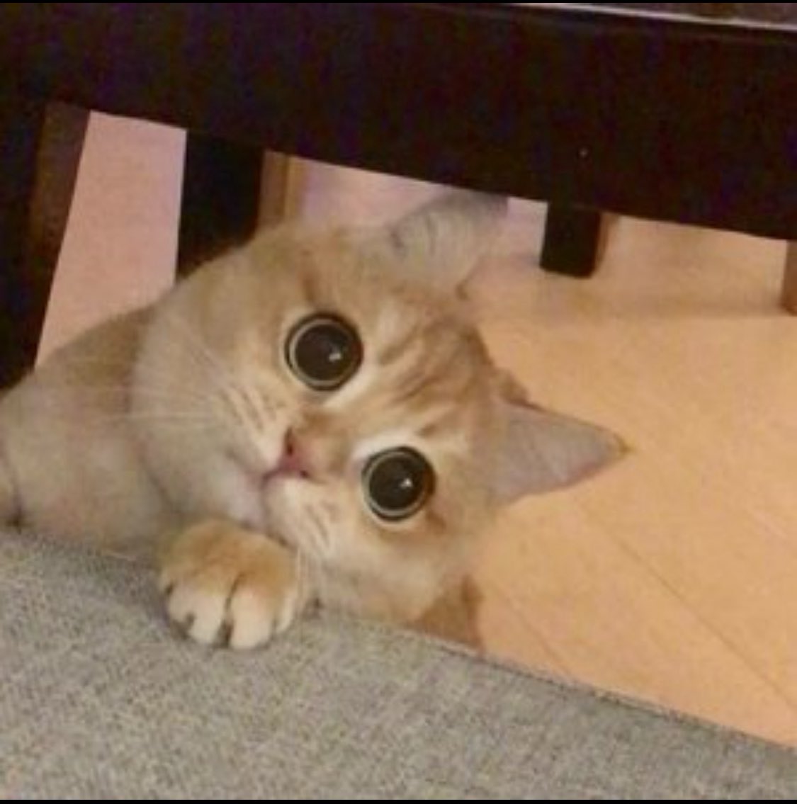 Следуй за сиреневым кроликом tweet media