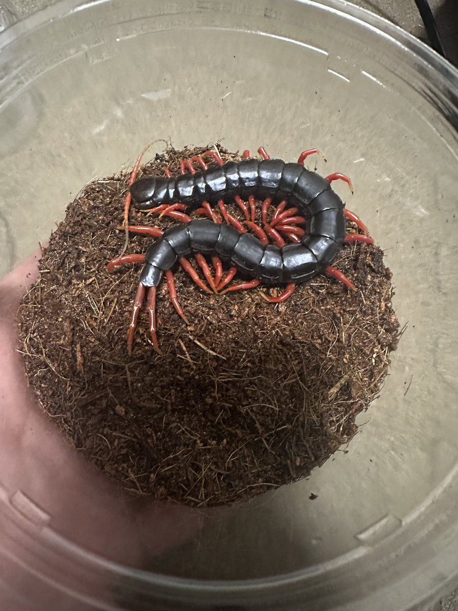 ブロフロフスキー tweet media