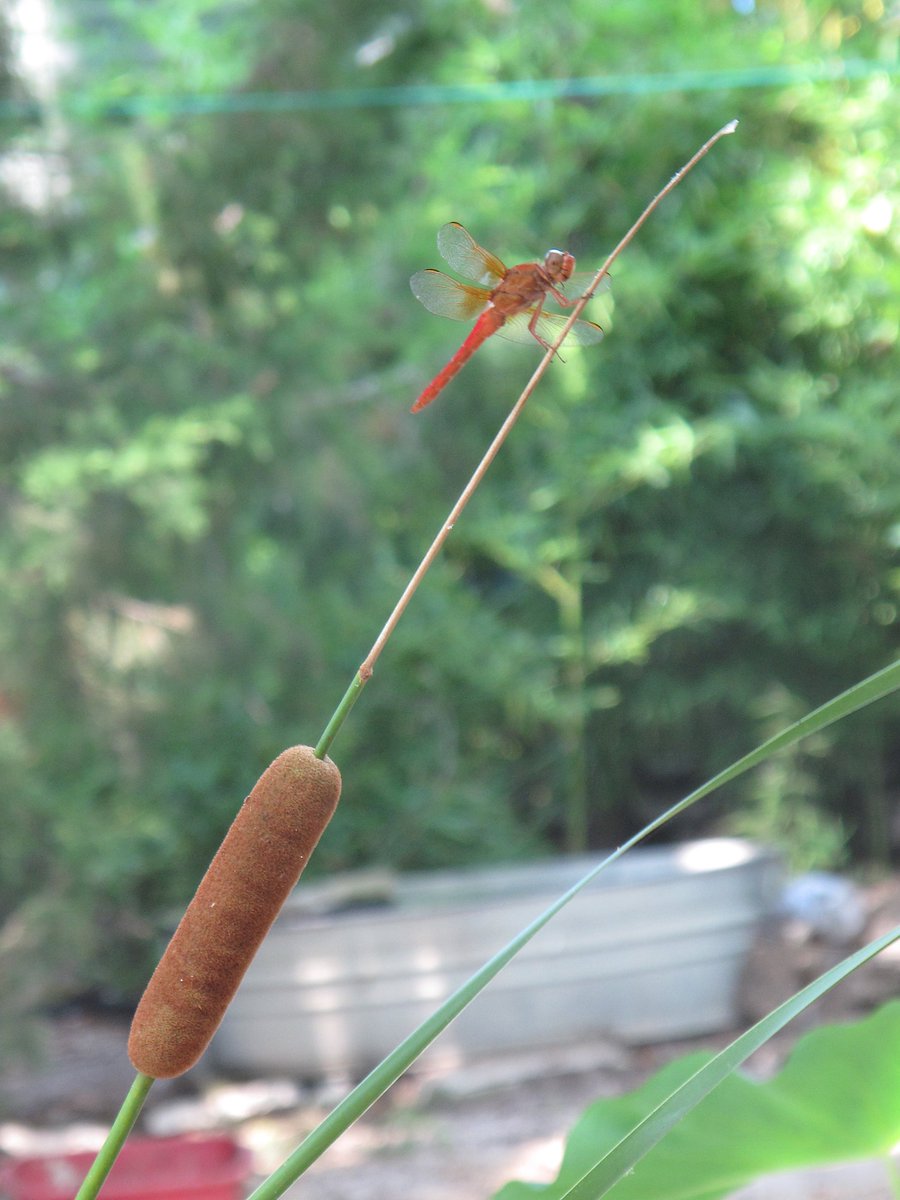 Lance Goober tweet media