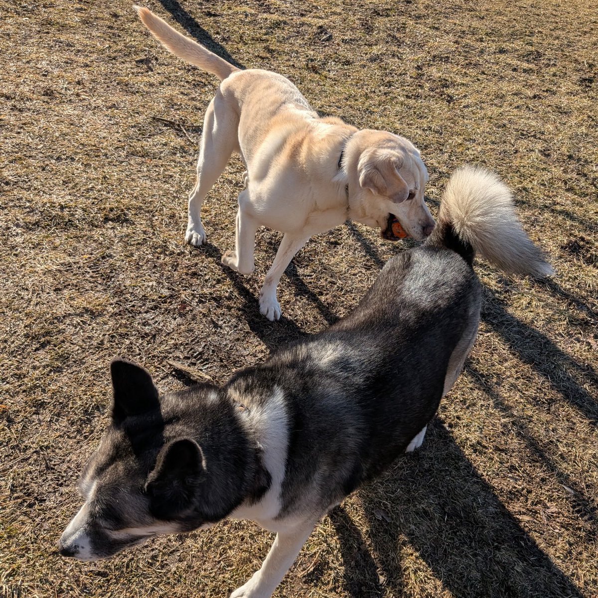 Happy FriYay pals! I got to see my girl Q and play fetch! What a beautiful way to start the weekend!!