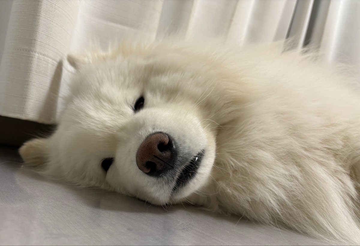 samoyed_lamb's tweet photo. 眠そうすぎる犬、愛おしい笑
#サモエド
#samoyed 
#犬のいる暮らし https://t.co/7rlrMNM6Ji