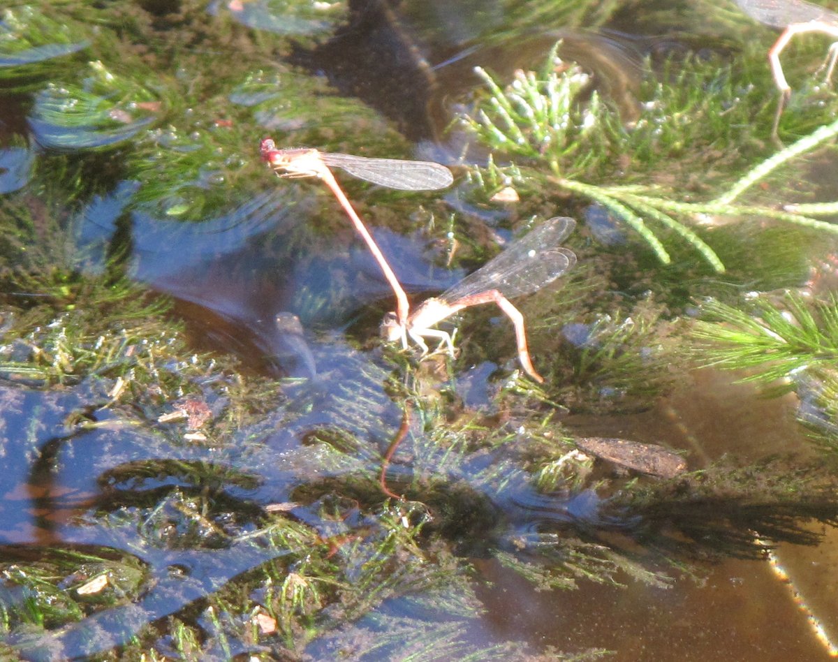 Lance Goober tweet media