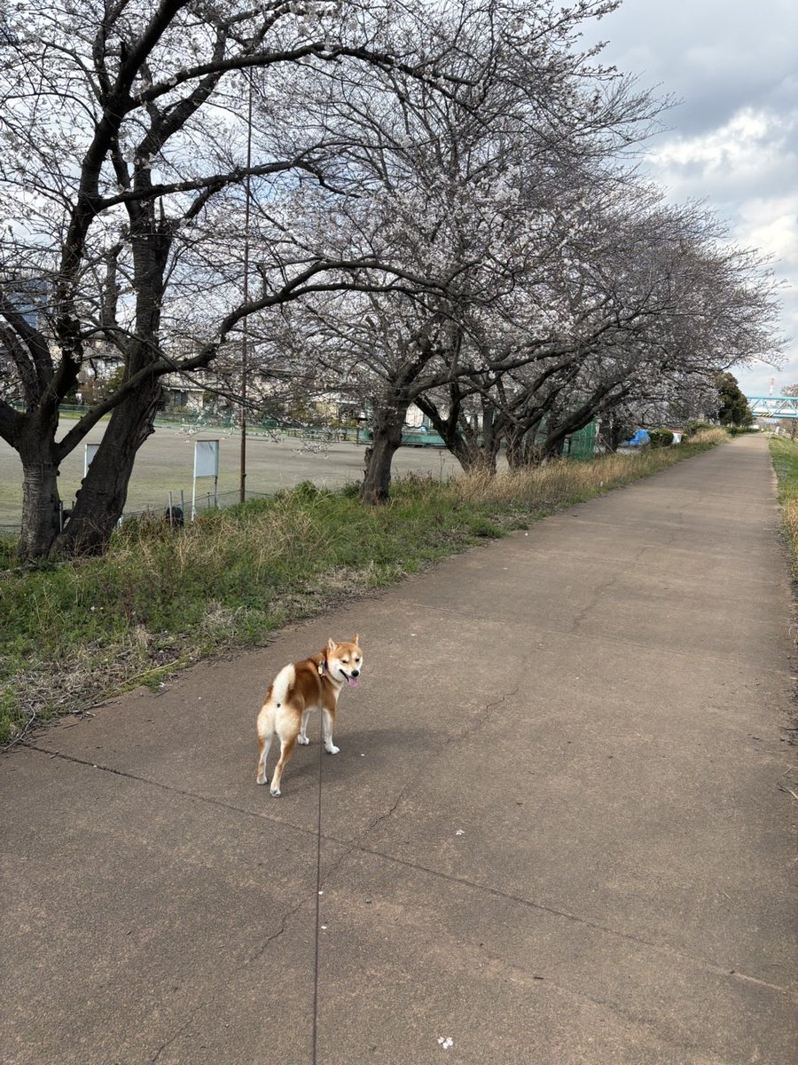 ぎんじ tweet media