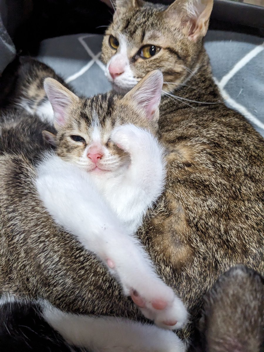 イマ太🧙‍♀ tweet media