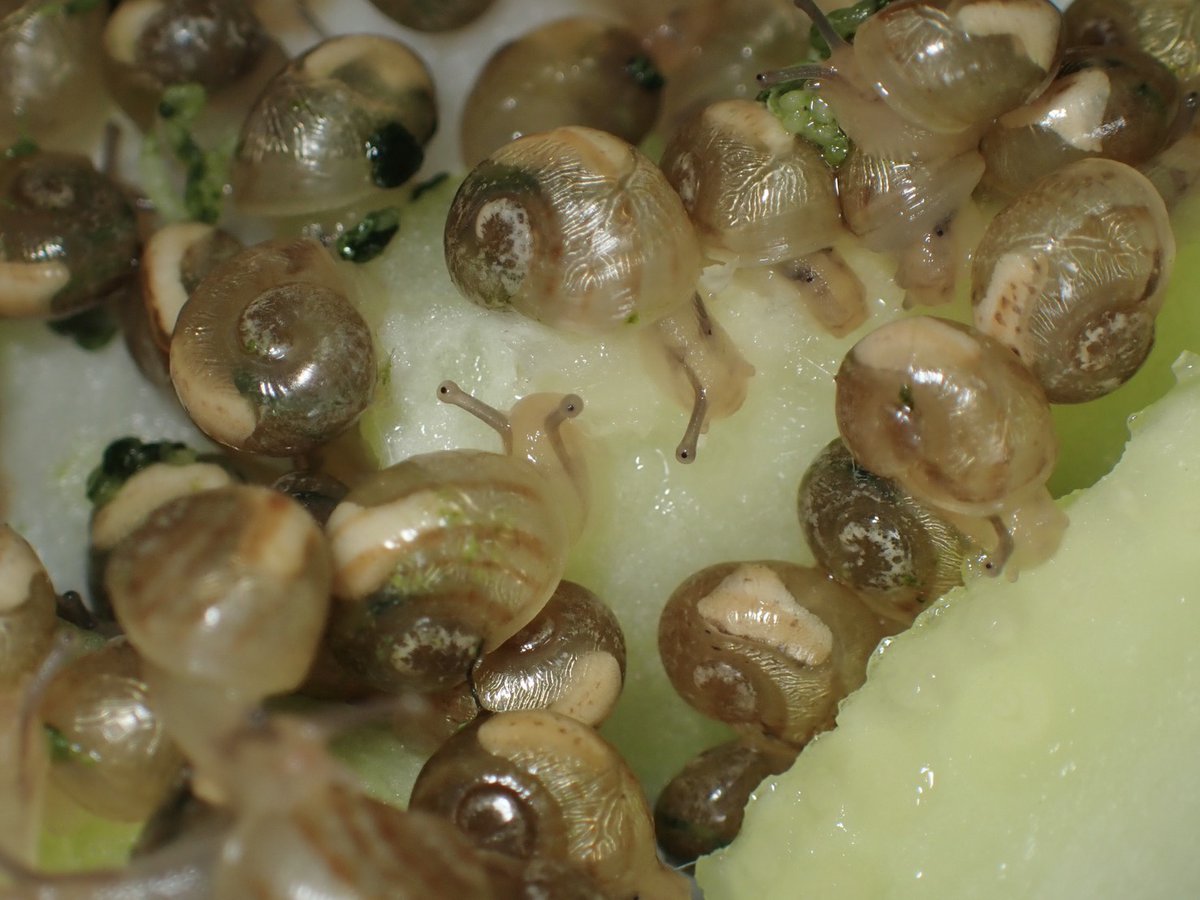 ぴーちゃん (合)Bebe Rep. 3/28.29【ナゴヤレプタイルズワールド】に出店します tweet media