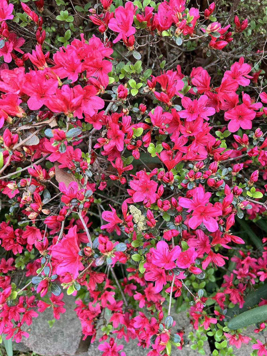 🌱Ilena Gilbert-Mays🌸 tweet media