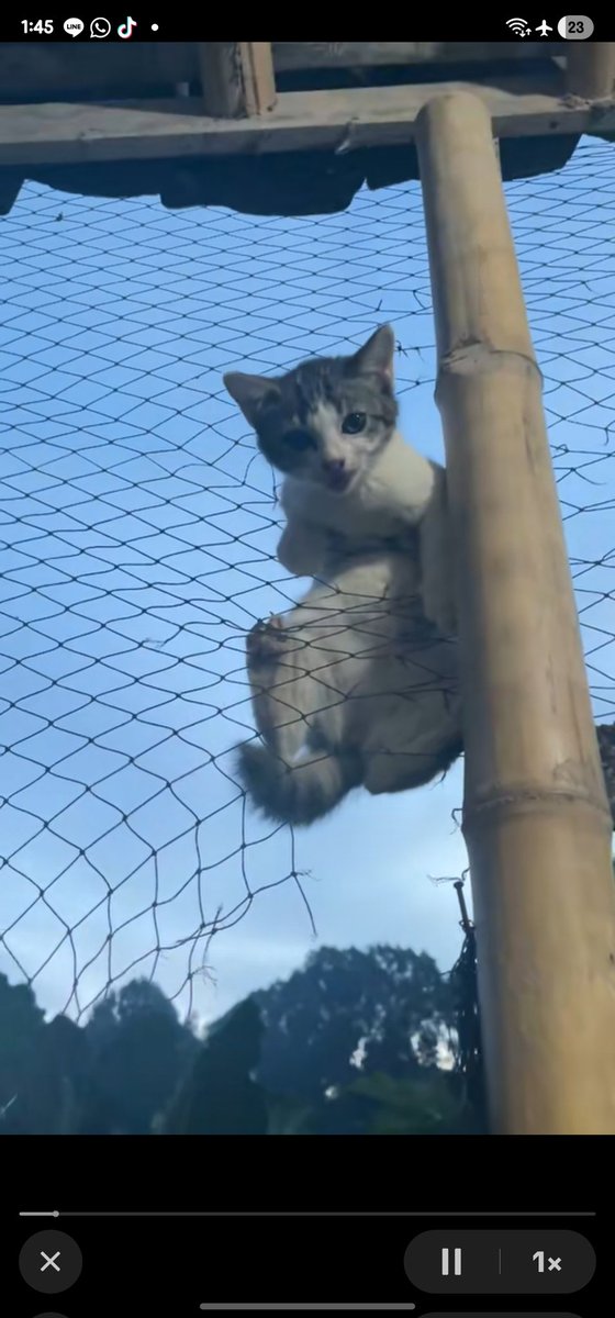 🌟 CHENLE INDONESIA🌟 tweet media