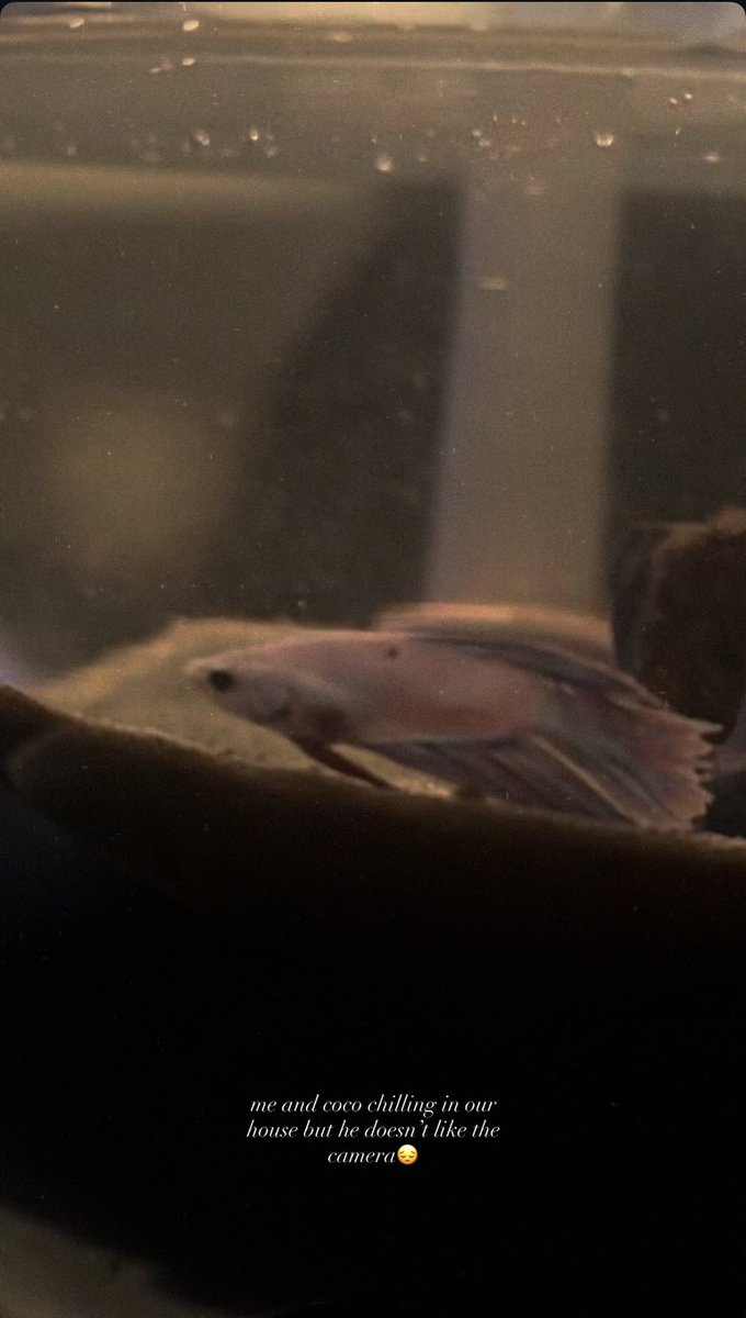 ᴡɪᴄᴋᴇᴅɢᴀᴍᴇ tweet media