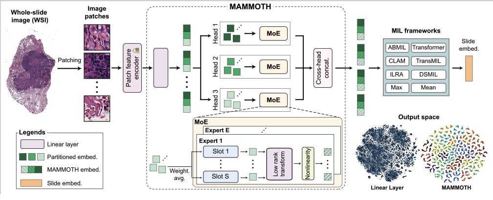 Faisal Mahmood tweet media