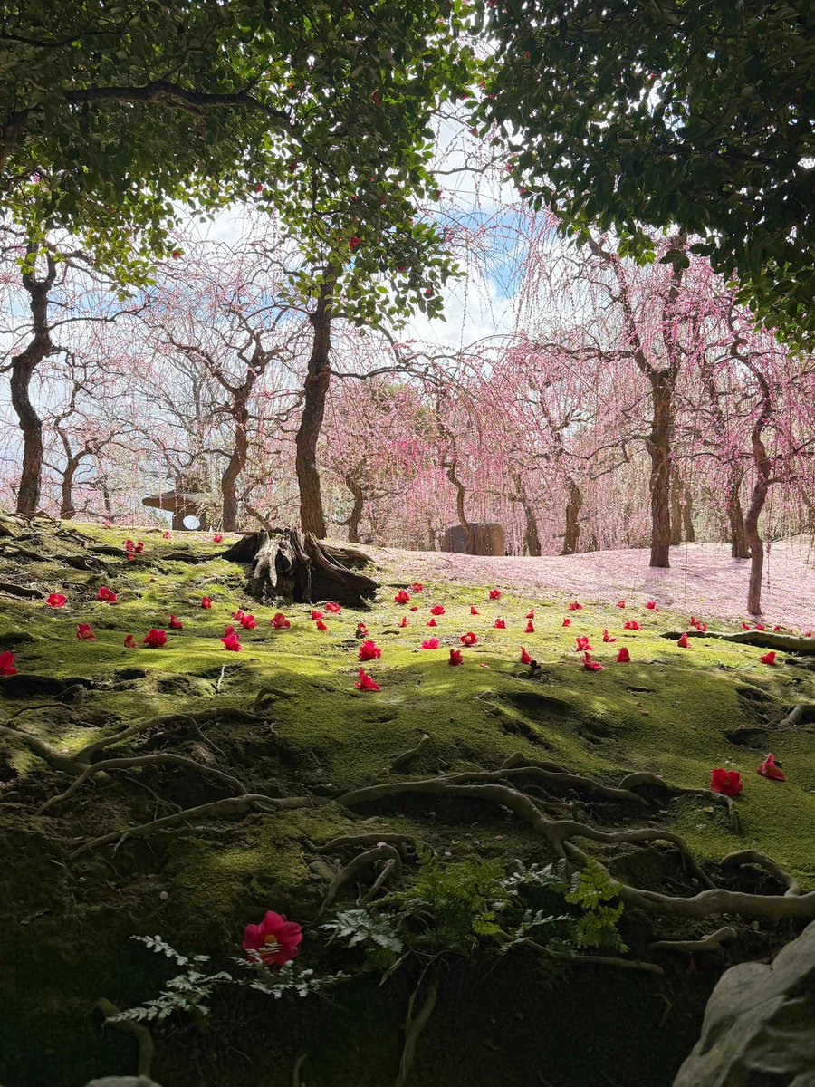 ウルトラシャイ tweet media