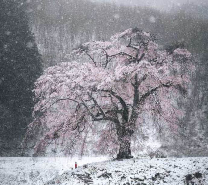精霊が宿る木 桜🌸