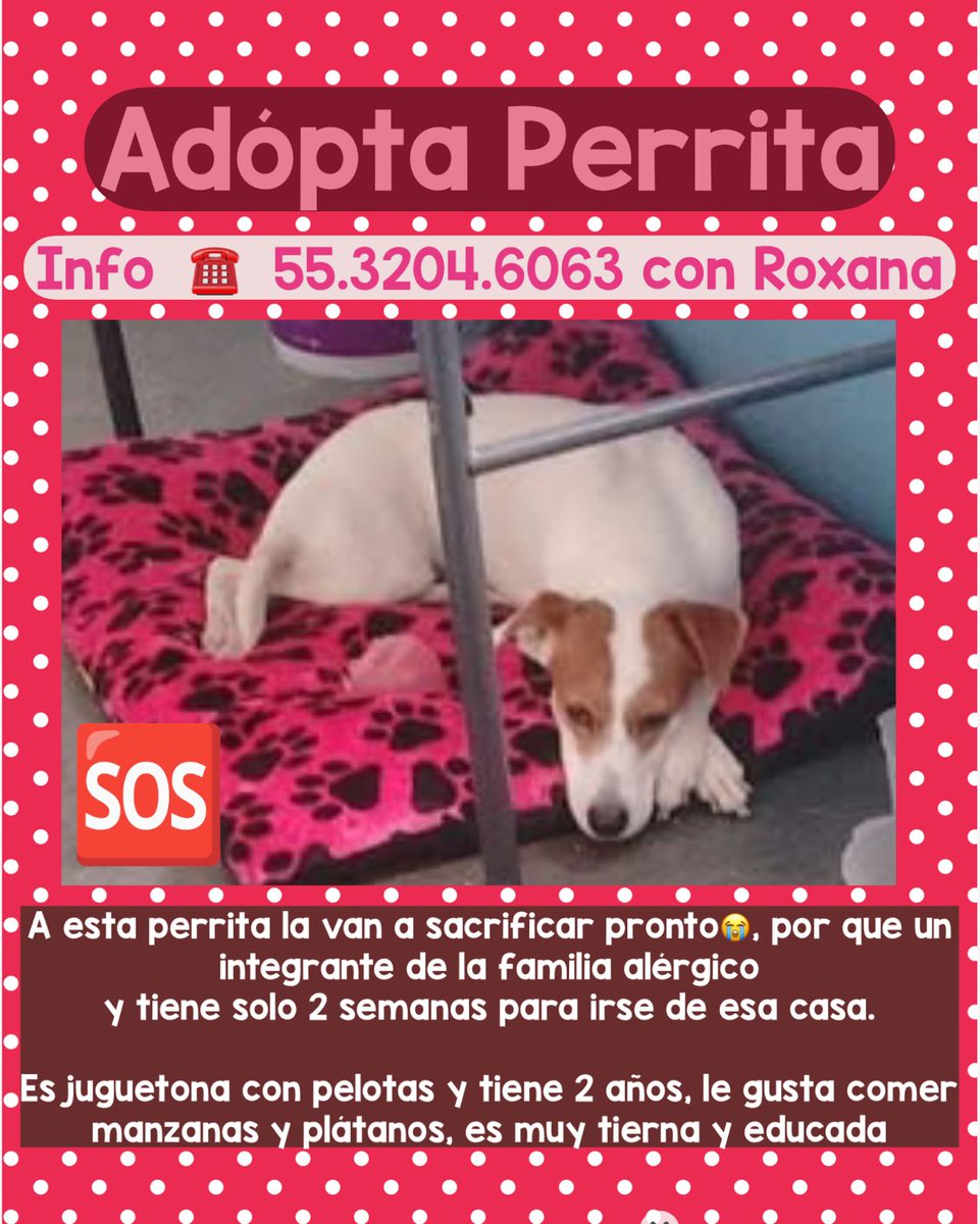 por_perros tweet media