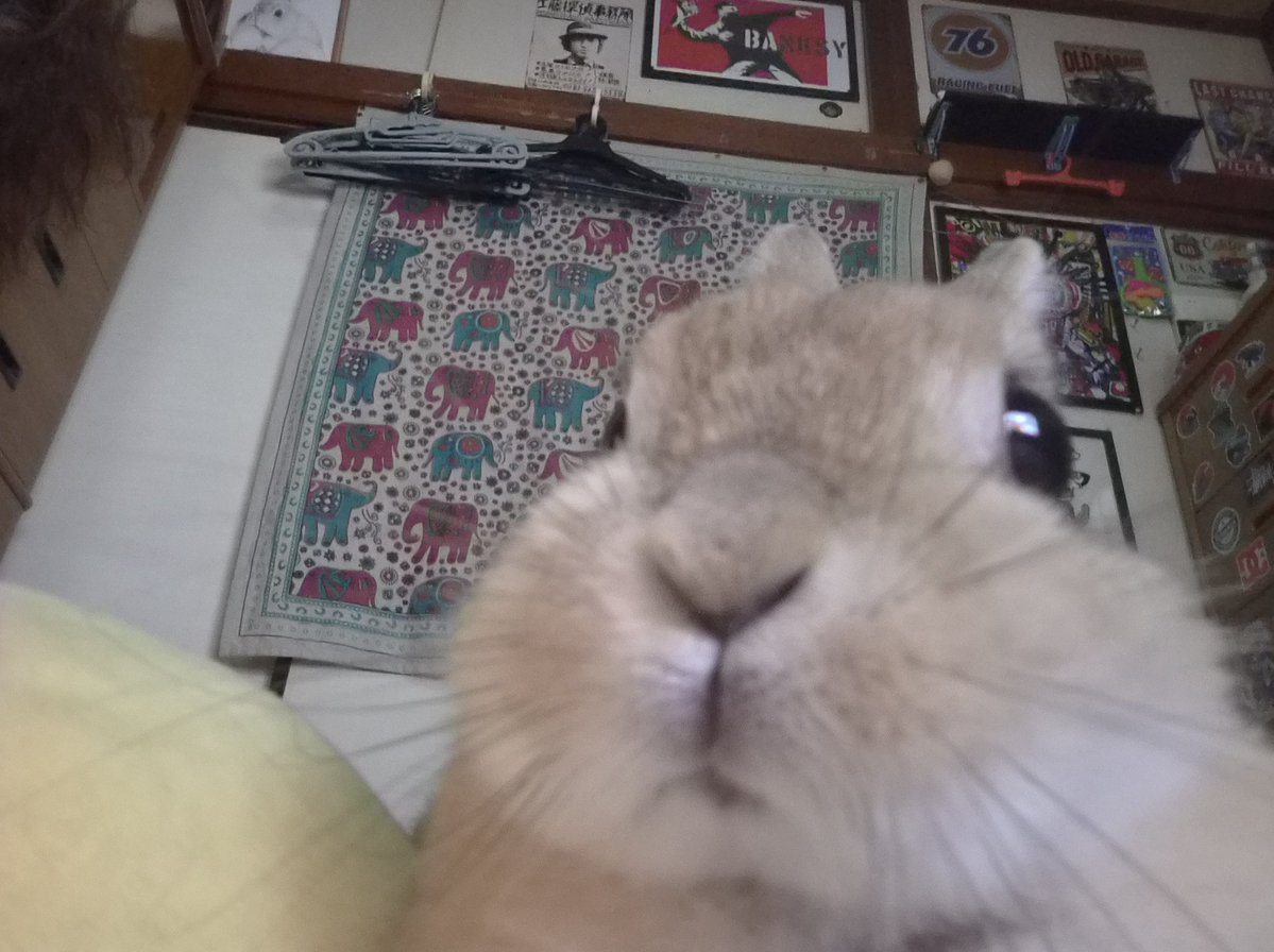 ゴンちゃんのお部屋 tweet media