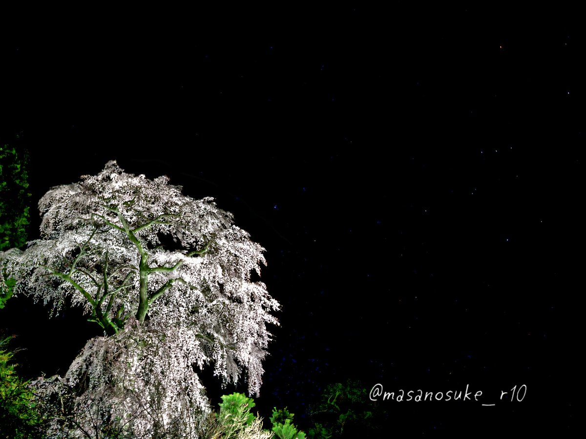 まさのすけ(写真垢) tweet media